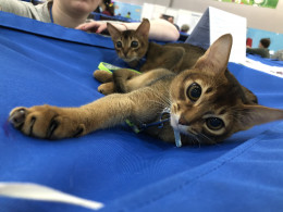 Юбилейная выставка кошек «Кэтсбург 2020» подвела итоги