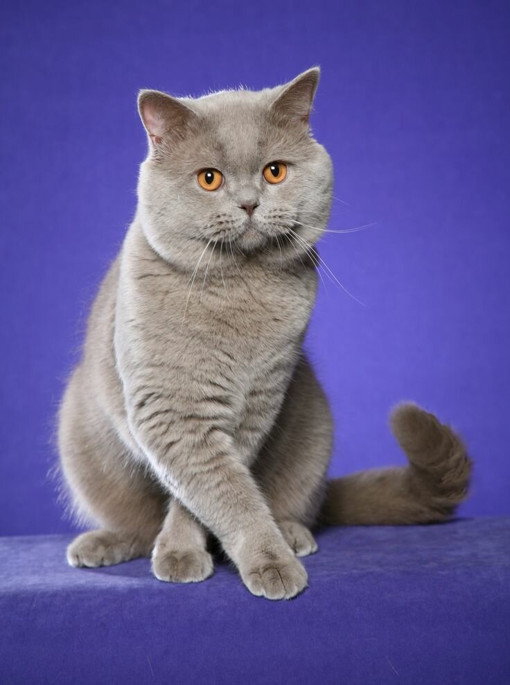 Породы кошек: Британская короткошерстная кошка