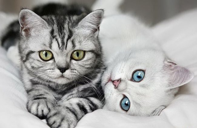 Силикагелевый наполнитель для кошек: достоинства и рекомендации по подбору