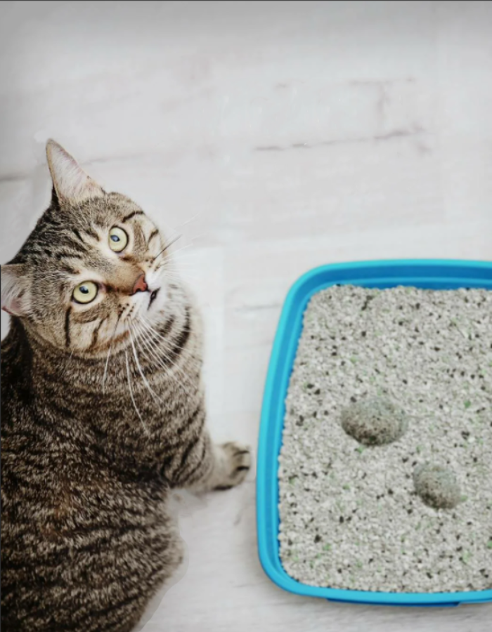 Как правильно убирать кошачий туалет с наполнителем?