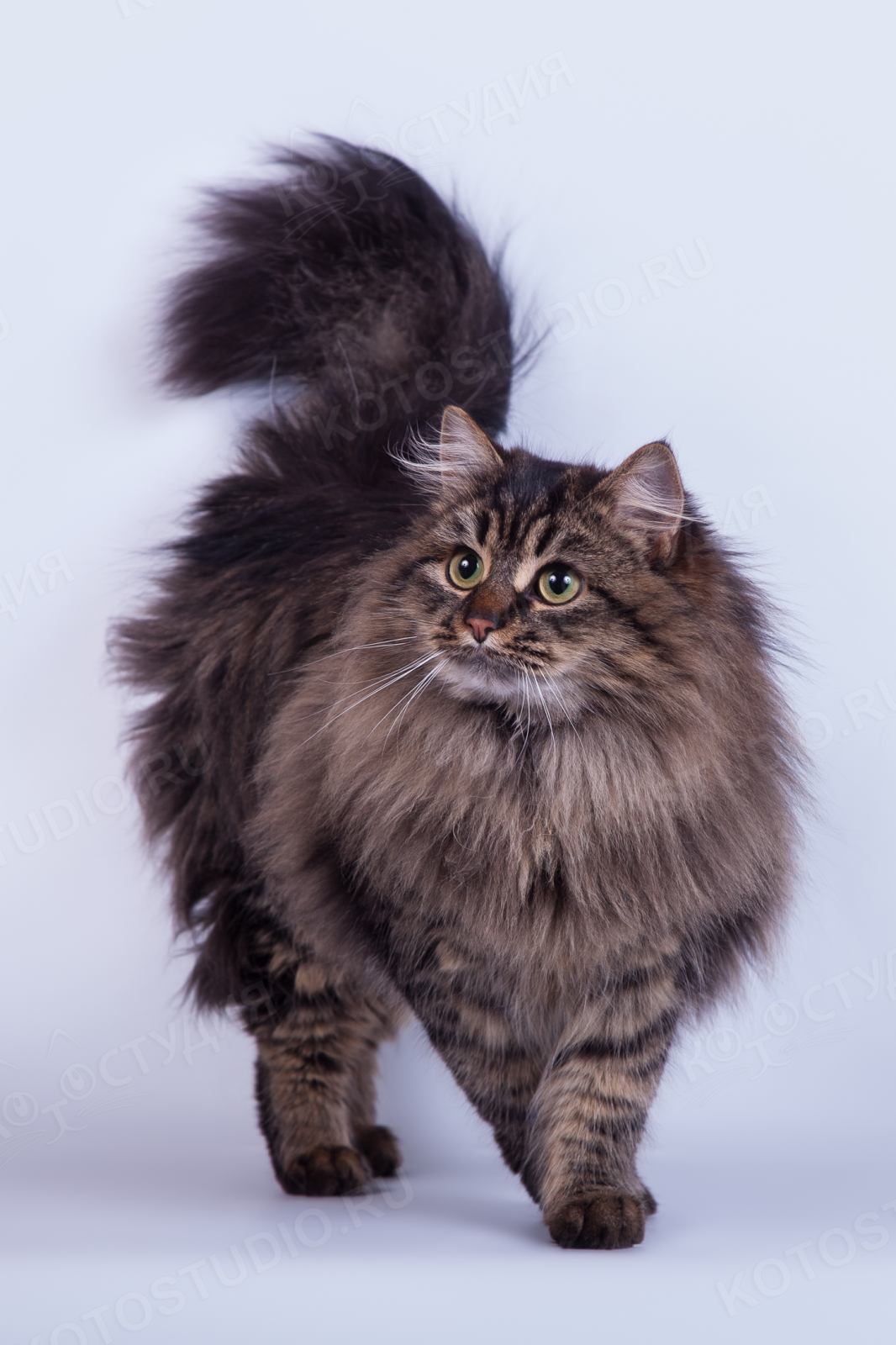 сибирская кошка котенка