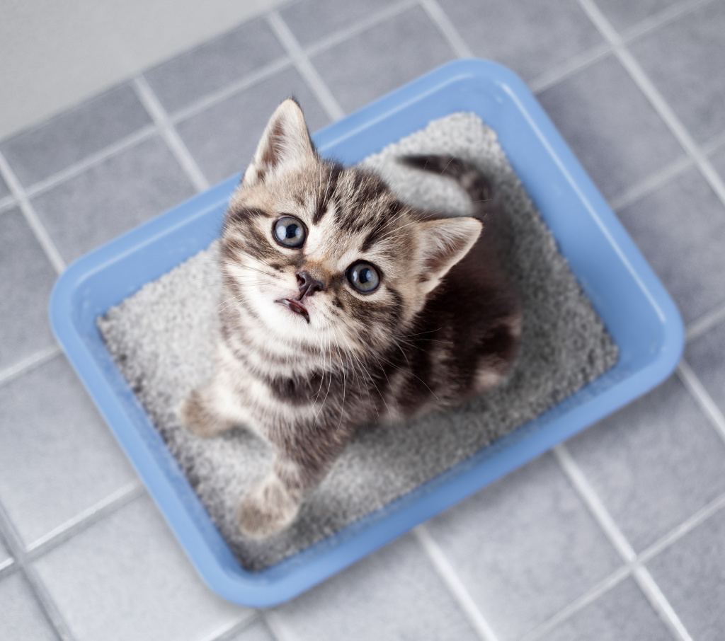 Как приучить котенка к лотку с наполнителем |Статьи CAT STEP