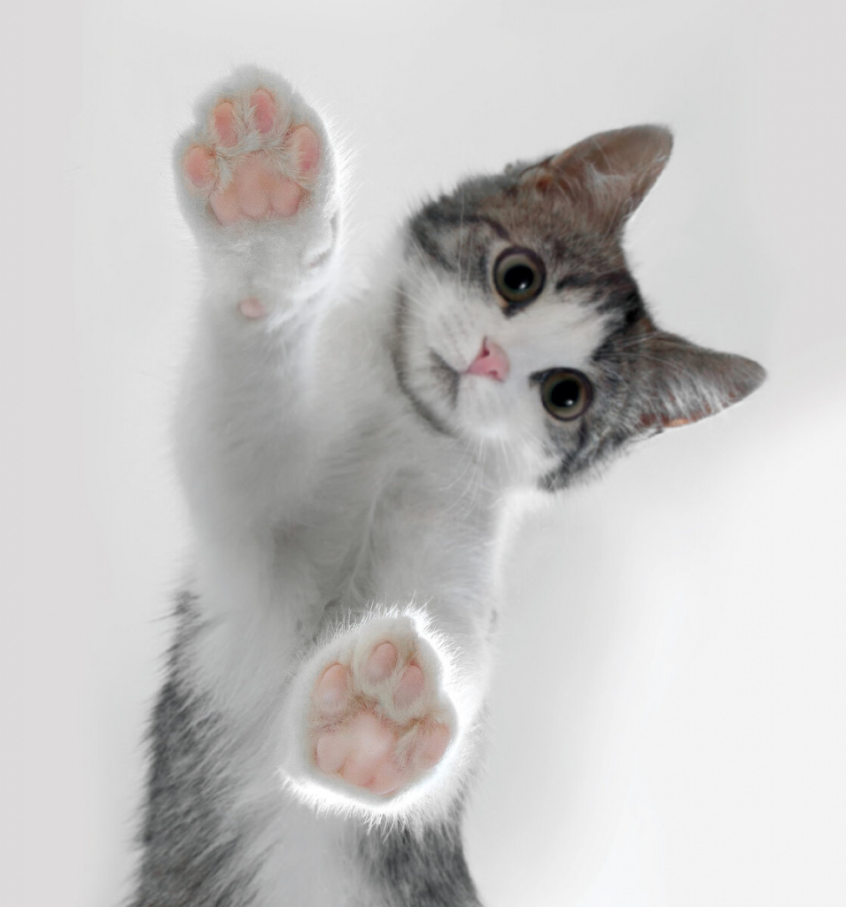 Наполнители для кошек с белой шерстью | Статьи CAT STEP