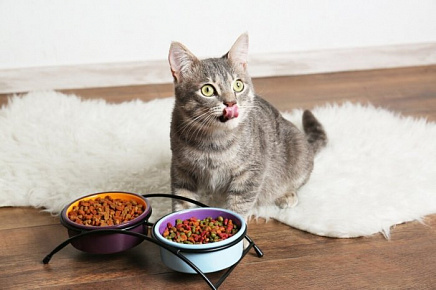 Питание и гигиена котенка