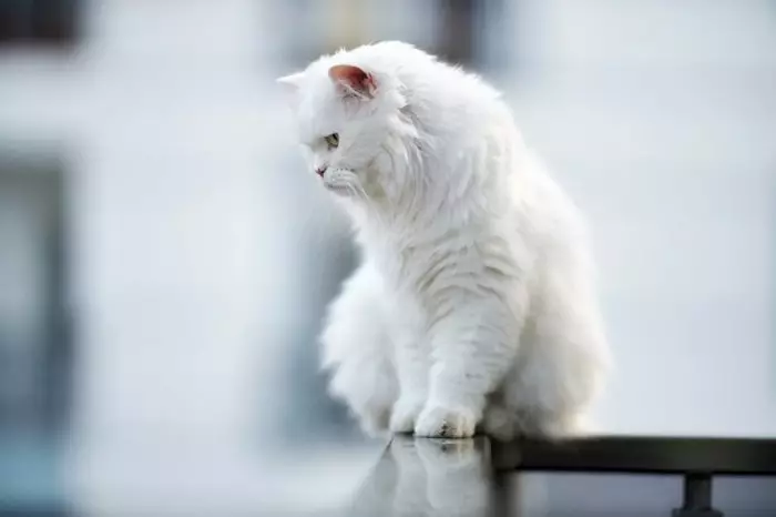 Наполнители для кошек с белой шерстью